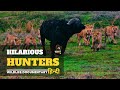 Hilarious hunters     epic fails of the predator kingdom documentary in hindi