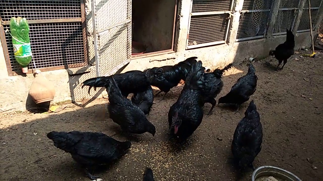 കരിംങ്കോഴി ഒർജിനൽ ,നടൻ കോഴി ഒർജിനൽ , ആവശ്യമുള്ളവർ വിളിക്കുക 9961895552 (തൃശ്ശൂർ)