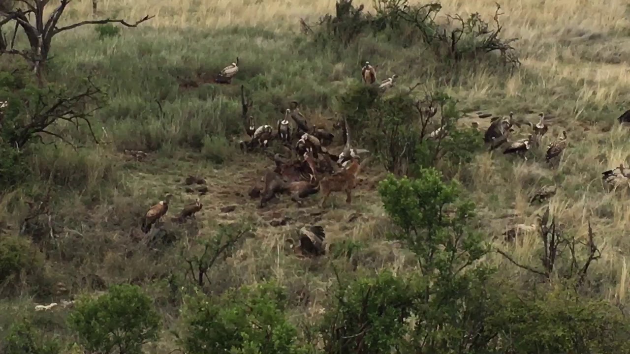 Vultures and Hyena Eating a Buffalo