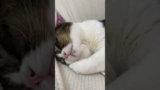 🐈自分の手を枕にして気持ち良さそうに寝る猫 #shorts