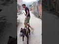 Pitbull Vs Street Dog Pitbull Dog Streetdog Aggressive Shorts Shortsvideo Pitbulldog Pitbull Vs Street Dog Pitbull Dog Streetdog Aggressive Shorts Shortsvideo Pitbulldog