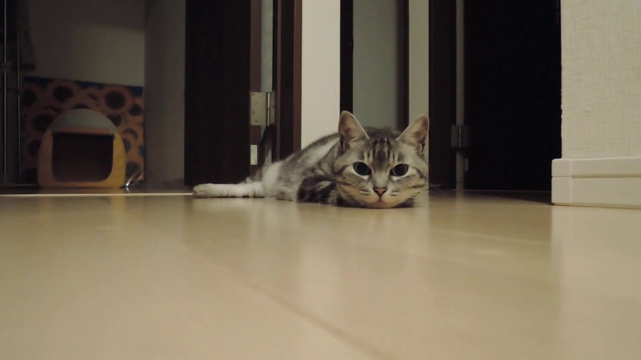 2階で待ってる猫 Youtube