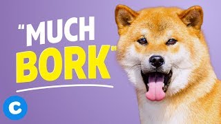 10 Things Only Shiba Inu Owners Will Understand