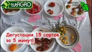 Самый вкусный сорт томата. За 5 минут попробовал 15 СОРТОВ ТОМАТОВ! Самая объективная оценка вкуса.