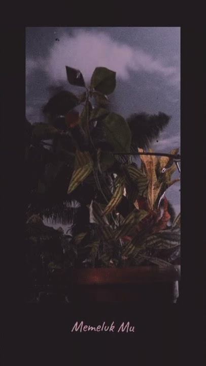 viral tiktok lirik lagu 'biarkan ku mengapaimu memeluk mu' story'wa 30 detik#VIRAL#STORYWA#FYP