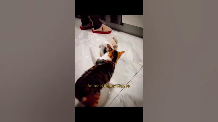 Video 9654011: cats dogs animals compilation, cat dog funny compilation, cat dog fight, catfight