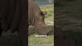 #10 Rhino horn is mainly made of keratin #animal #discovery #discoverychannel #animals