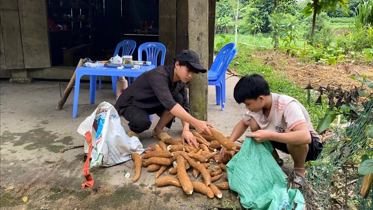 Orphans Lives-Go to the forest to dig cassava tubers and sell them for ...
