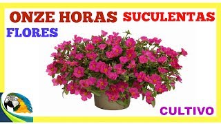 ONZE HORAS ..UMA SUCULENTA DE FLORES MUITO LINDA !! - thptnganamst.edu.vn