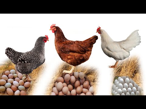 วีดีโอ: ไก่ไข่: สายพันธุ์และลักษณะของมัน