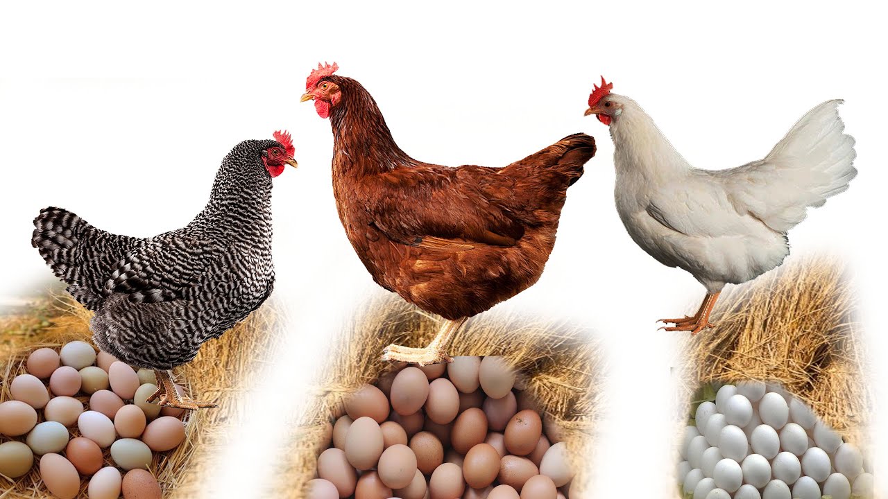 3 ไก่ไข่(พันธุ์แท้)น่าเลี้ยง 084-1751095  -โต๋ ปากดง Pakdong Channel