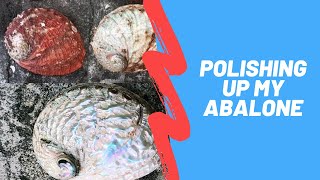 Polishing up my Abalone collection