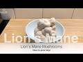 Lions Mane 🍄 howtogrow store bought #lionsmanemushroom #agar #lionsmane #mushrooms #mushroom #fungi
