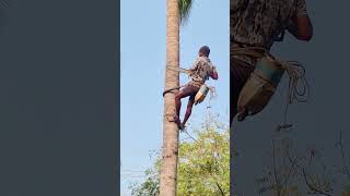 7358911306 erode tree cutting work