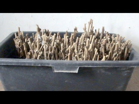 Виноград.Простейший кильчеватор для черенков - YouTube