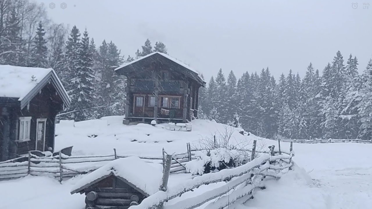 Winter Life on the off Grid Norwegian Homestead - New Dog? | Homestead Diary January 