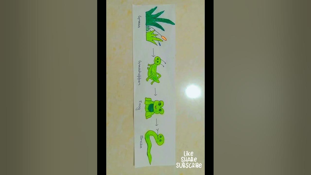 Food Chain Diagram। Environmental Science