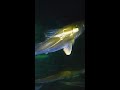 【水中映像】シーバスの群れにルアーを落としたら #Short