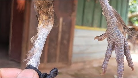 ib hom nplai taw qaib zoo nkauj thiab cuab tuaj Zoo heev3 /9/.2021