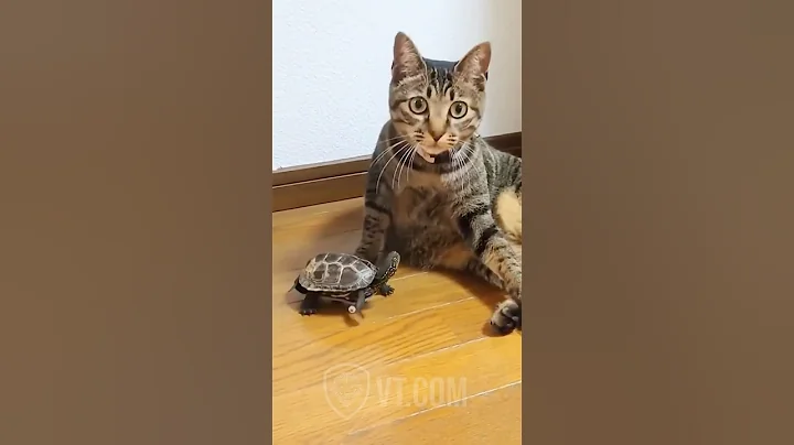 Skateboarding Turtle Tries to Impress a Cat 🐢😼