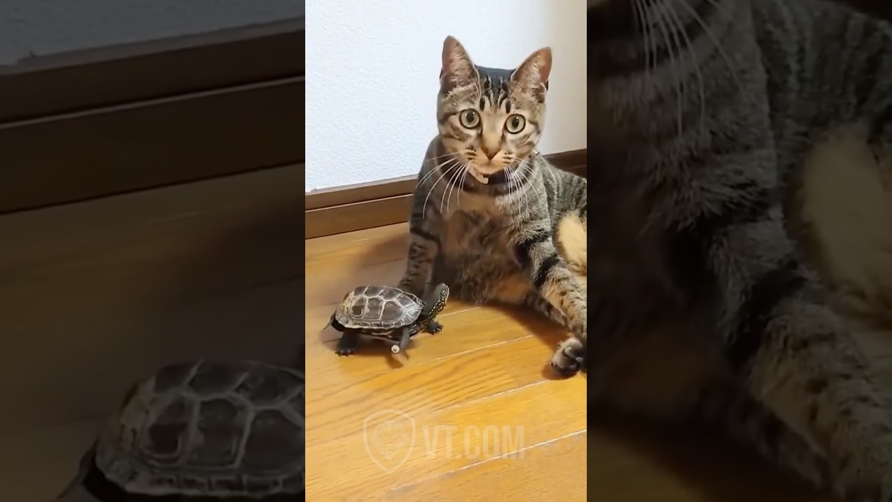 Skateboarding Turtle Tries to Impress a Cat 🐢😼