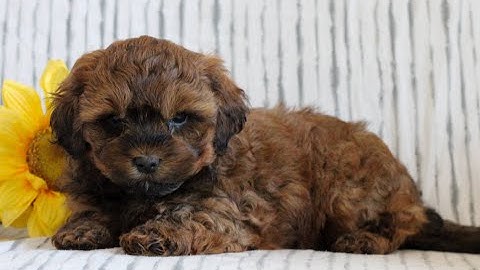 Shihpoo puppies for sale in sc