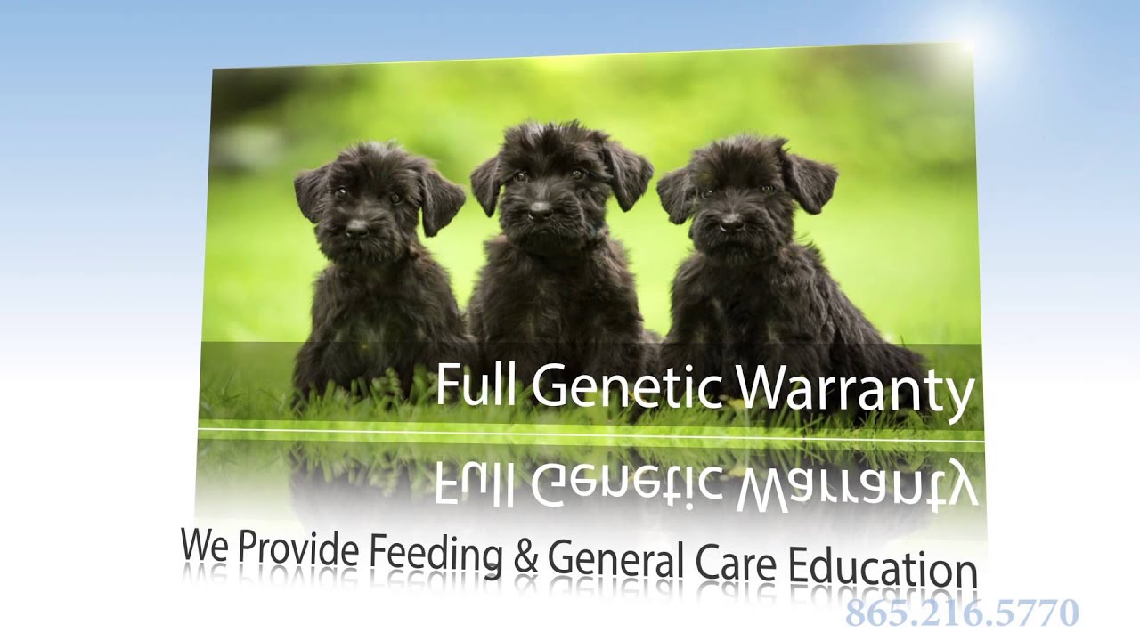 sexton farms puppies