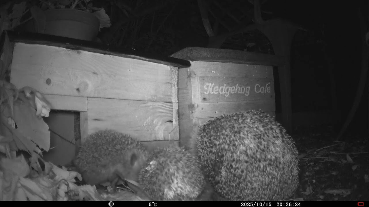 Hedgehog cafe IMAG0011