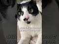 里親募集に出される!? #cat
