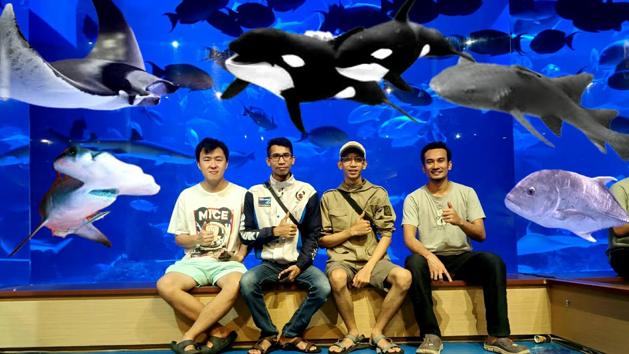UNBOXING IKAN HIU DI JAKARTA AQUARIUM. SAMA BRO IRFAN. DAN REVIEW ...