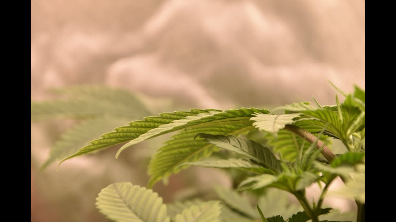 Red Hot Cookies y Sweet Amnesia Haze primer mes de cultivo.