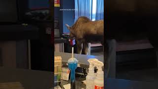 Moose breaks into movie theater, helps itself to popcorn