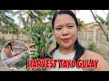 ⛔ HARVEST MUNA TAYO NG GULAY SA AMING MGA TANIM