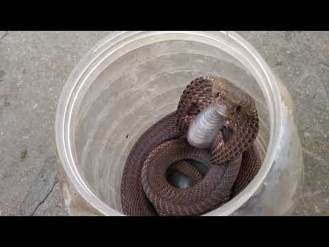 Cobra hissing sound | Prathamesh Sirsat