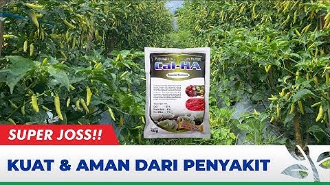 CAL-HA PUPUK TERBAIK TANAMAN CABAI | MURAH TAPI BUKAN MURAHAN!!