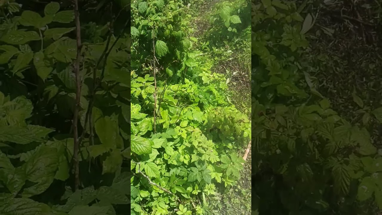 космос со мной навсегда 