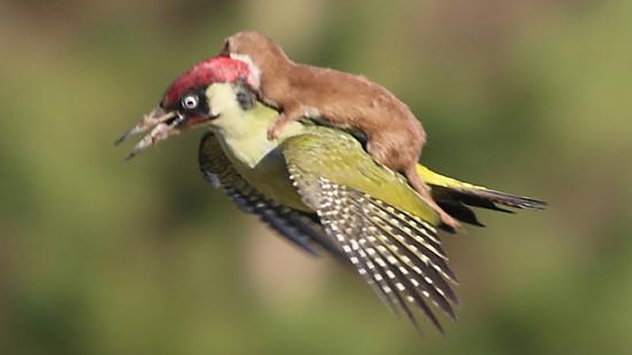 ANIMAUX QUI ONT SAUVÉ OU AIDÉ D’AUTRES ANIMAUX | Lama Faché