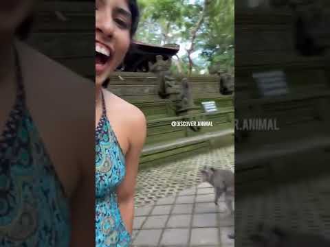 قرد يلمس مؤخرة البنت شاهد للأخير Shorts Animals Short Tiktok