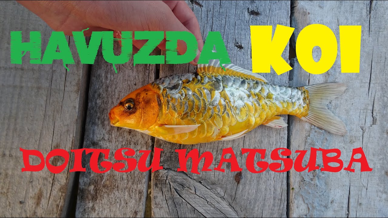Havuzda Doitsu Matsuba Koi Avı Float Fishing For Koi Carp 2. bölüm