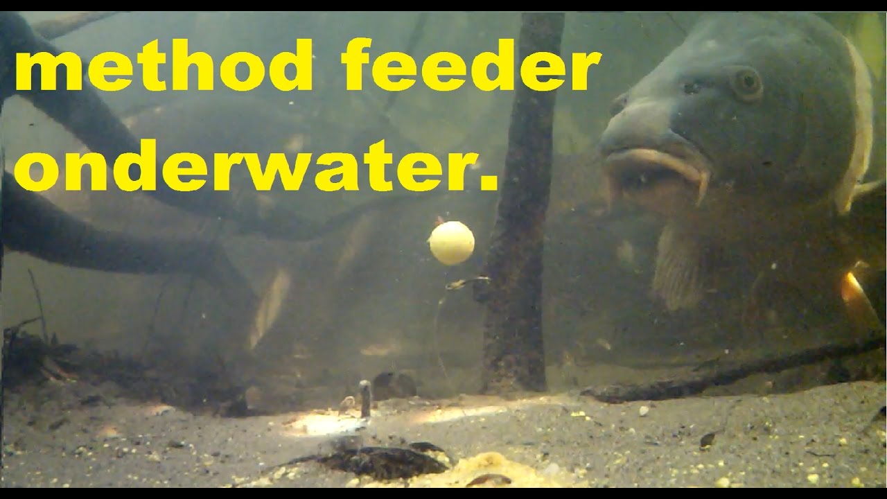 Karpervissen met de method feeder onderwater beelden./Carp fishing with a Method feeder underwater.