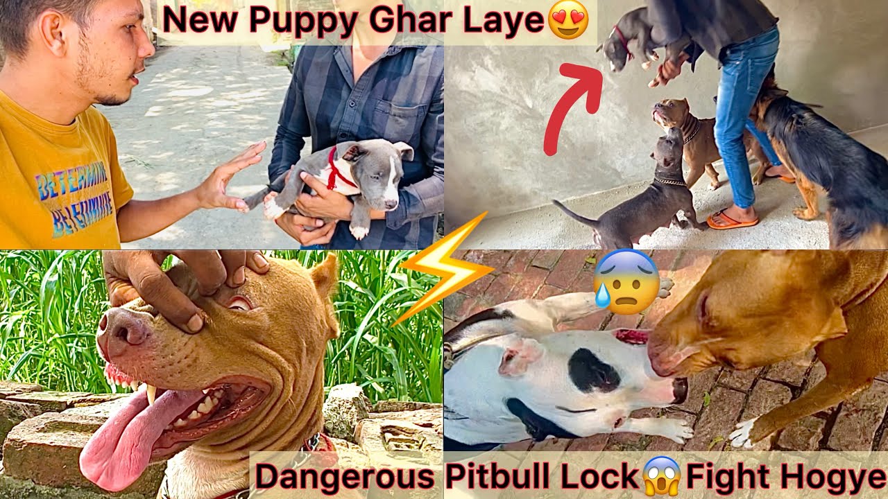 Ek Or New Puppy Ghar La Aaye😍Usa Dekh Sabhi Dogs Ka Reaction  ? || Pitbull K Aapas M Lock Lag Gye😰