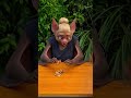 ⚠️ HANDTUCH-GATE: Systemabsturz im Dschungel! 🌴🤖 Tag 6