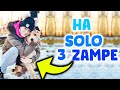Vado a conoscere I CANI del CANILE!! Sono BELLISSIMI!! 🐕