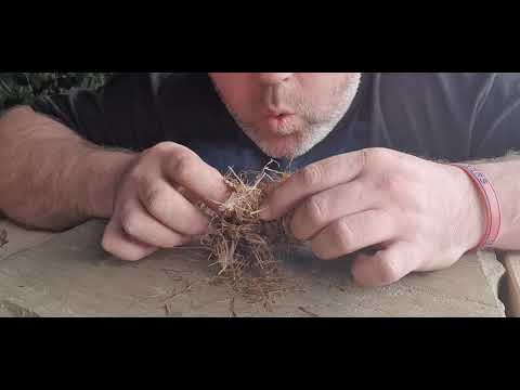 Bushcraft fire starting using the inner bark from chestnut