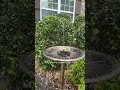 #OutdoorDecor #GardenInspiration #BackyardIdeas #SpringDecor #HomeAesthetic