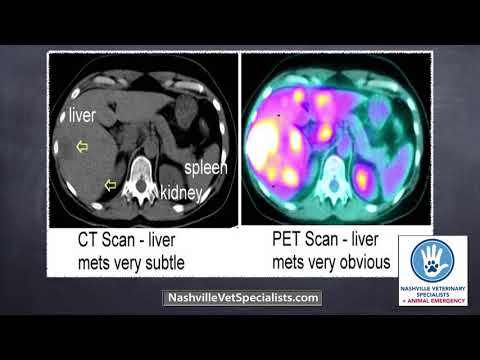 Highlights of the American College of Veterinary Surgeons symposium.