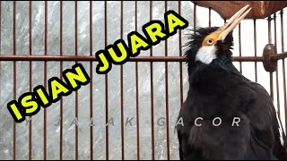 PANCINGAN JITU,  Banyak Jalak LANGSUNG BUNYI dengan suara khas jalak suren ini