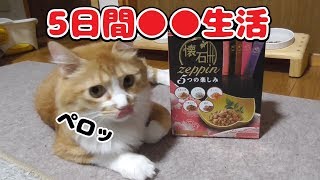 贅沢なキャットフードを試してみた