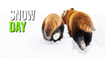 Red Panda Cub At The Hertfordshire Zoo First Snow Day!