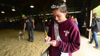 4-H Livestock Judging at the Wyoming County Fair